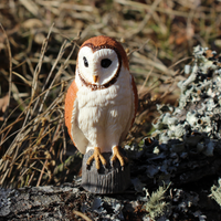 Barn Owl | Wildlife Animal Toys | Safari Ltd®