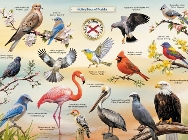 Native Birds of Florida Puzzle |  | Safari Ltd®