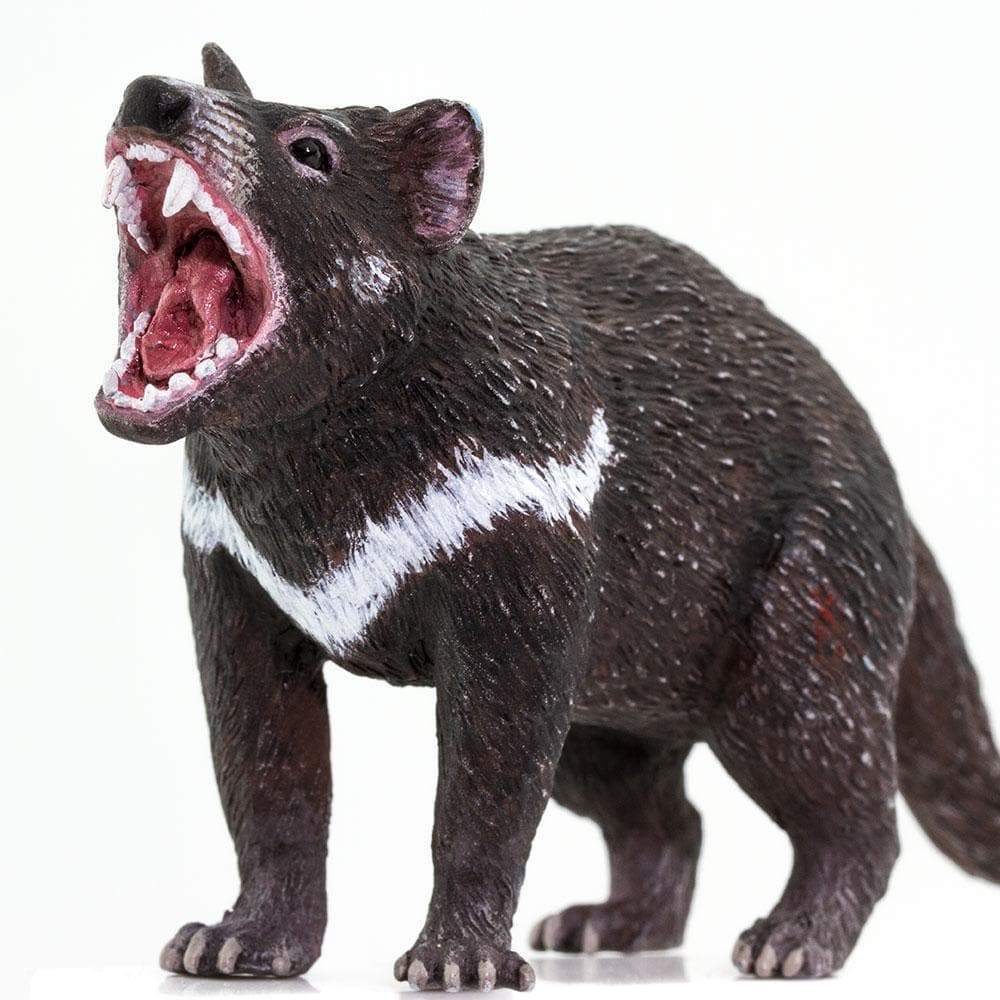 Tasmanian Devil Toy | Wildlife Animal Toys | Safari Ltd®