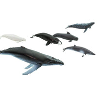 Whales TOOB® | TOOBS® - Mini Toys | Safari Ltd®