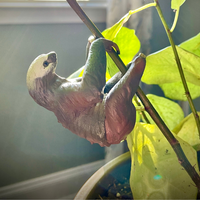 Two-Toed Sloth Toy | Wildlife Animal Toys | Safari Ltd®
