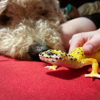 Leopard Gecko Toy Figure |  | Safari Ltd®
