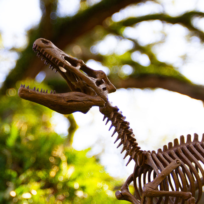 Dr. Steve Hunters GEOWorld Paleo Expedition Velociraptor Replica Skeleton Kit - 25 pieces |  | Safari Ltd®
