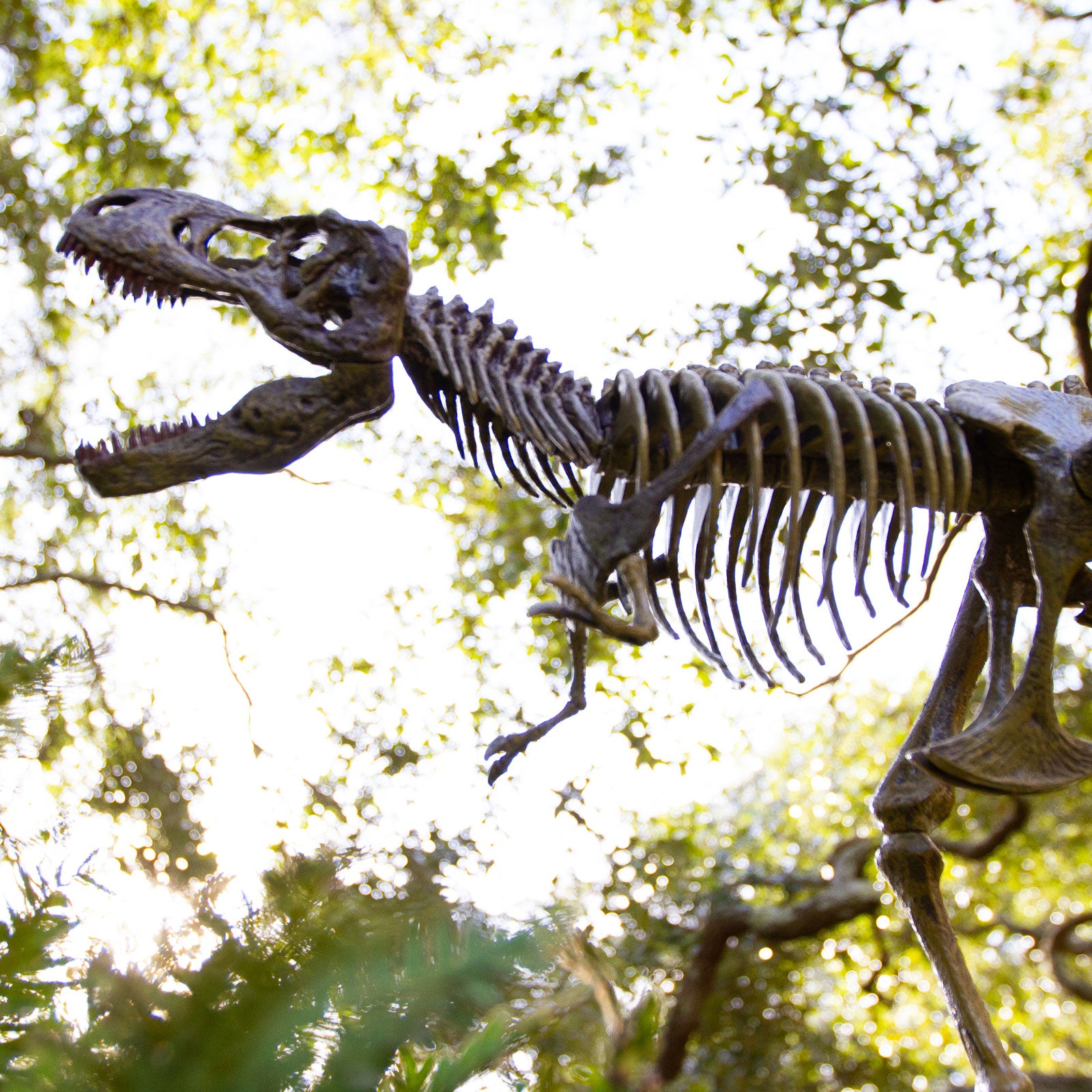 Dr. Steve Hunters GEOWorld Paleo Expedition Tyrannosaurus Rex