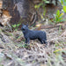 Black Wolf Toy | Wildlife Animal Toys | Safari Ltd®