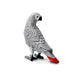 African Gray Parrot Toy Figure | Wow Birds | Safari Ltd®