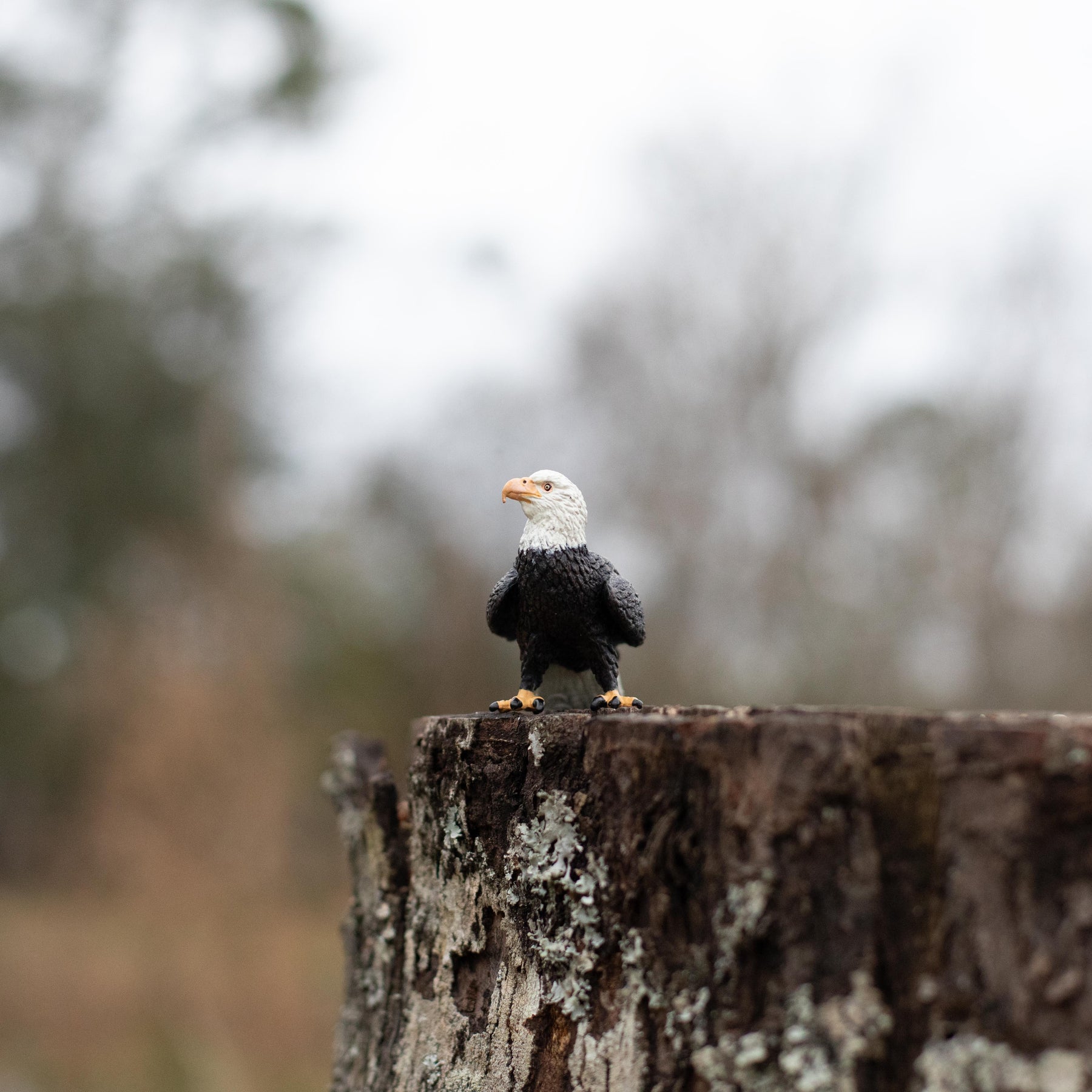 Bald Eagle - Safari Ltd