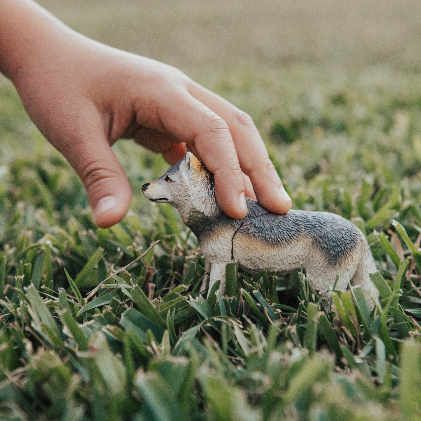 Gray Wolf Toy | Wildlife Animal Toys | Safari Ltd®