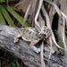 Horned Lizard Toy | Incredible Creatures | Safari Ltd®