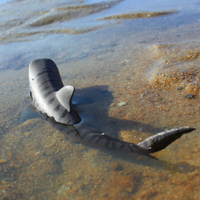 Tiger Shark Toy | Sea Life | Safari Ltd®