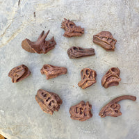 Dinosaur Skulls TOOB® Toy | TOOBS® - Mini Toys | Safari Ltd®