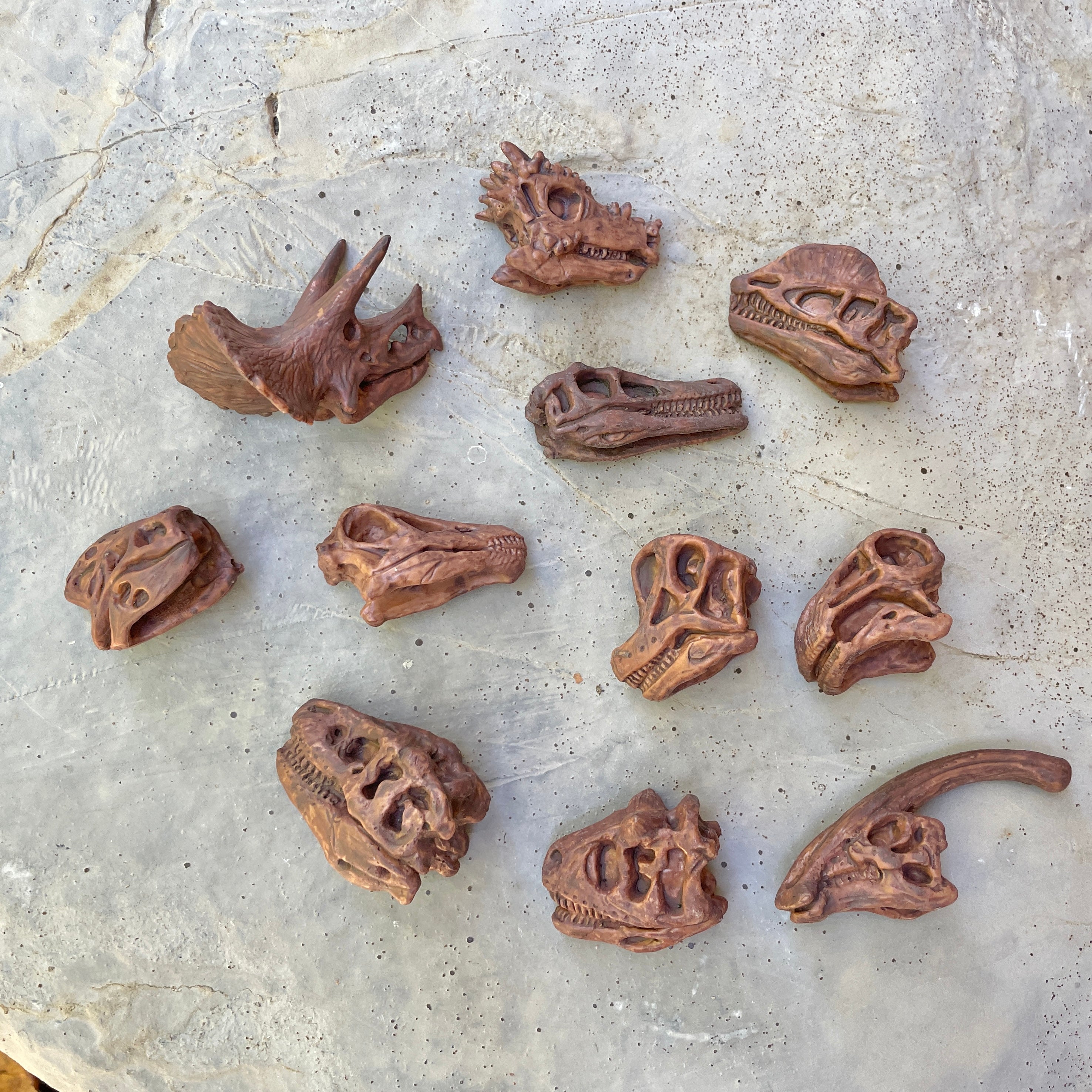 Dinosaur Skulls TOOB® Toy | TOOBS® - Mini Toys | Safari Ltd®