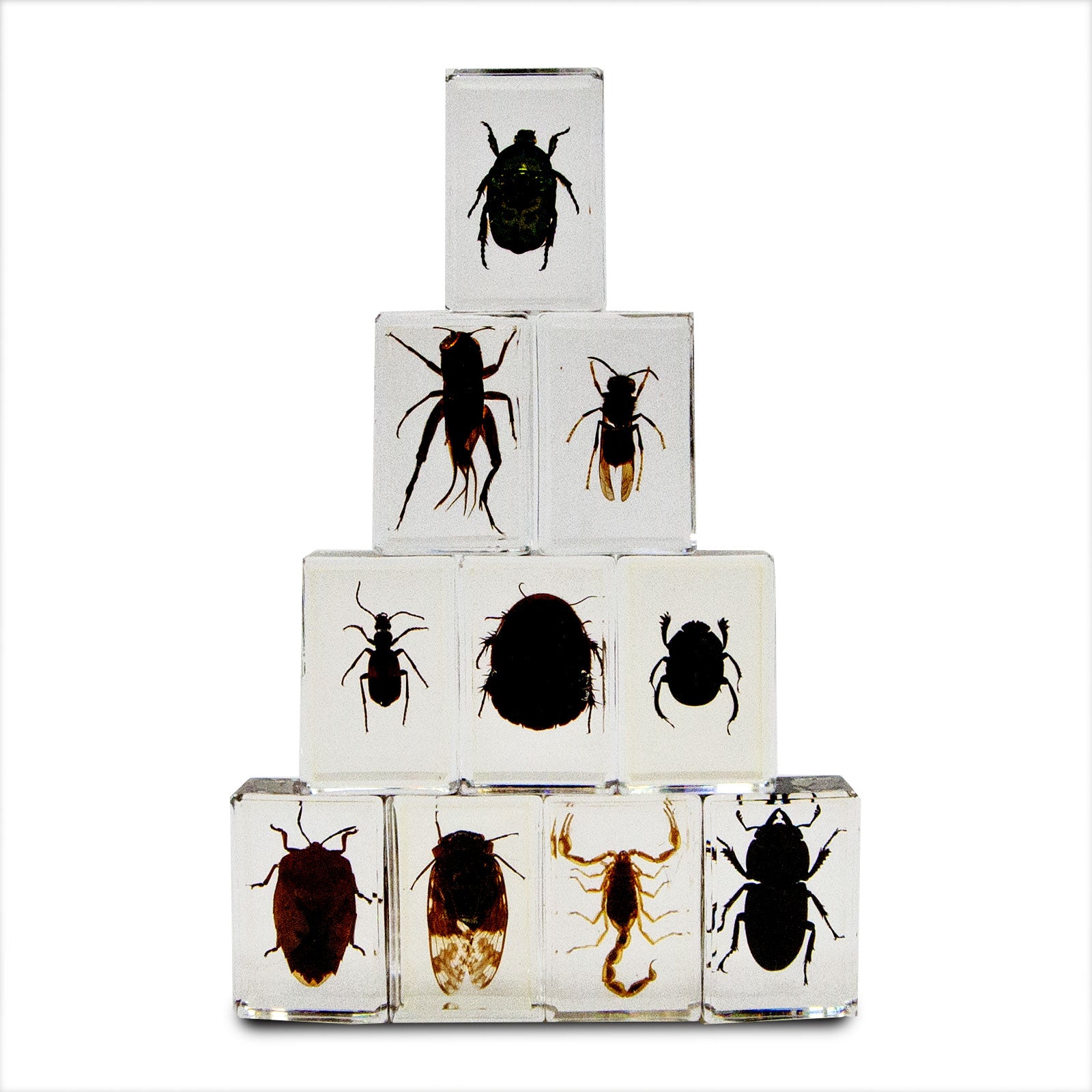 Dr. Steve Hunters Bug World Collection - 10 Real Insects Toy Set