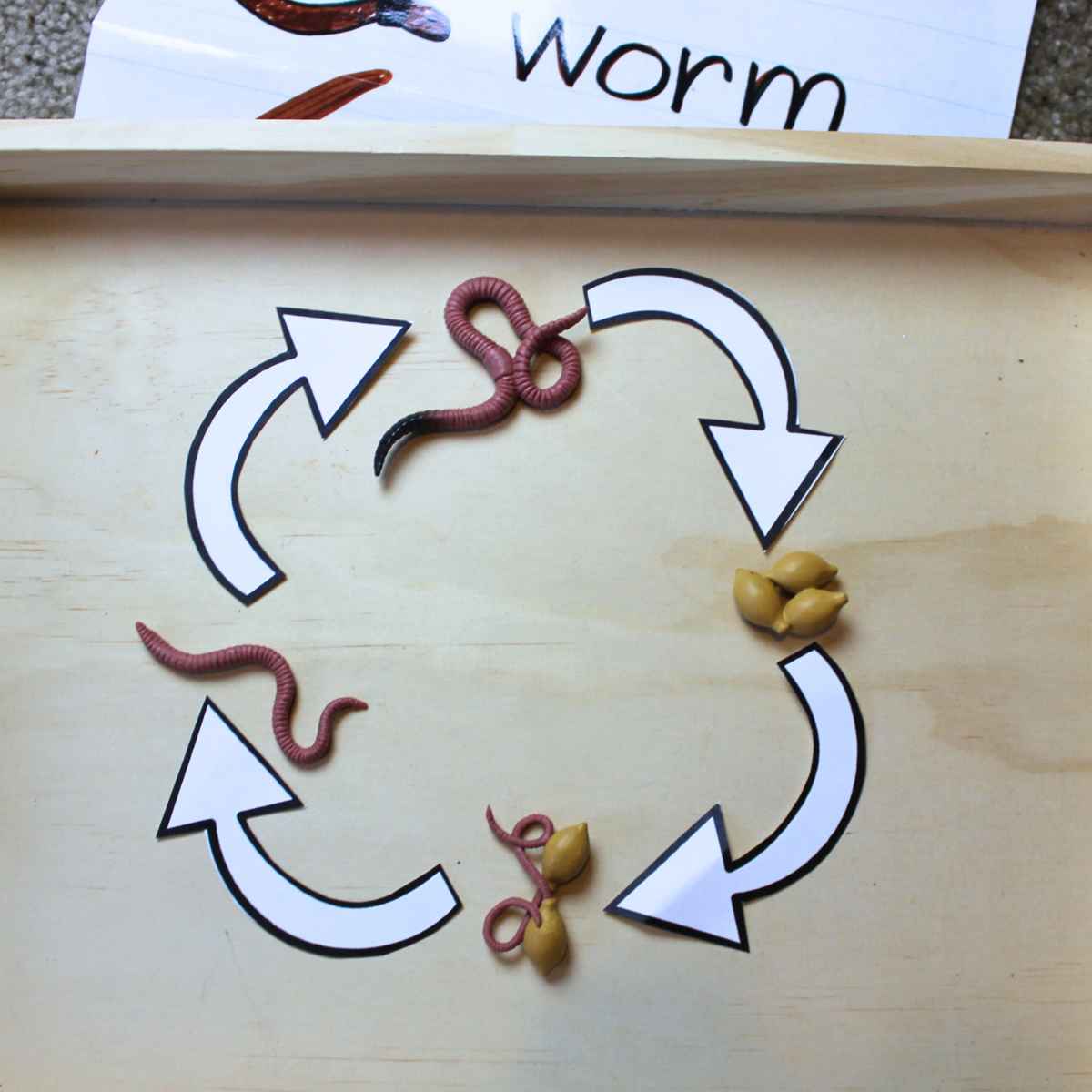 Butterfly Animal Life Cycle, 4 Pezzi - Modello di Sviluppo degli Insetti, Figure Didattiche per Bambini, Giocattoli Educativi per Ragazzi e Ragazze, Decorazione per Scrivania Butterfly Animal Life Cycle, 4 Pezzi - Modello di Sviluppo degli Insetti, Figure Didattiche per Bambini, Giocattoli Educativi per Ragazzi e Ragazze, Decorazione per Scrivania