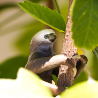 Two-Toed Sloth Toy | Wildlife Animal Toys | Safari Ltd®