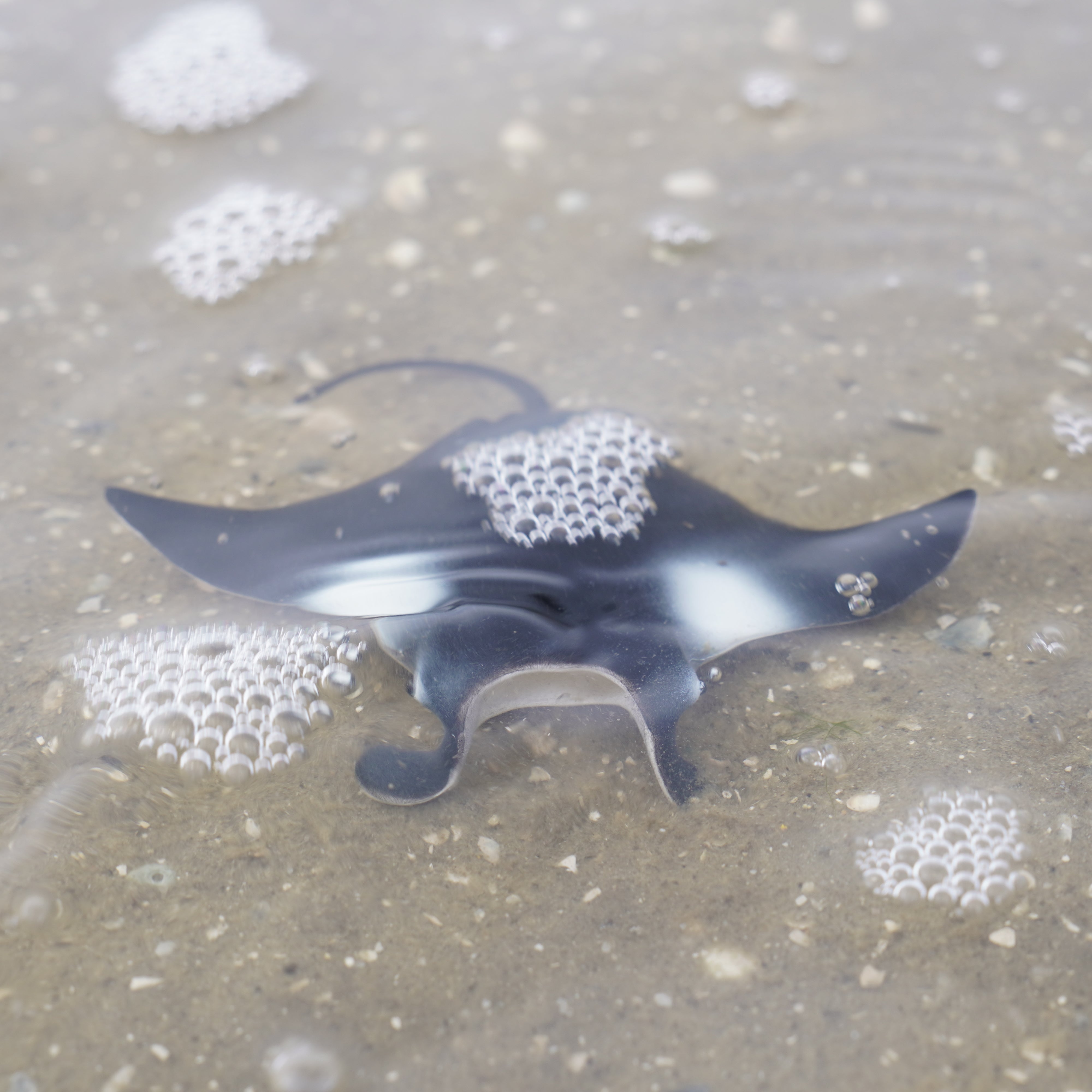Manta Ray Toy