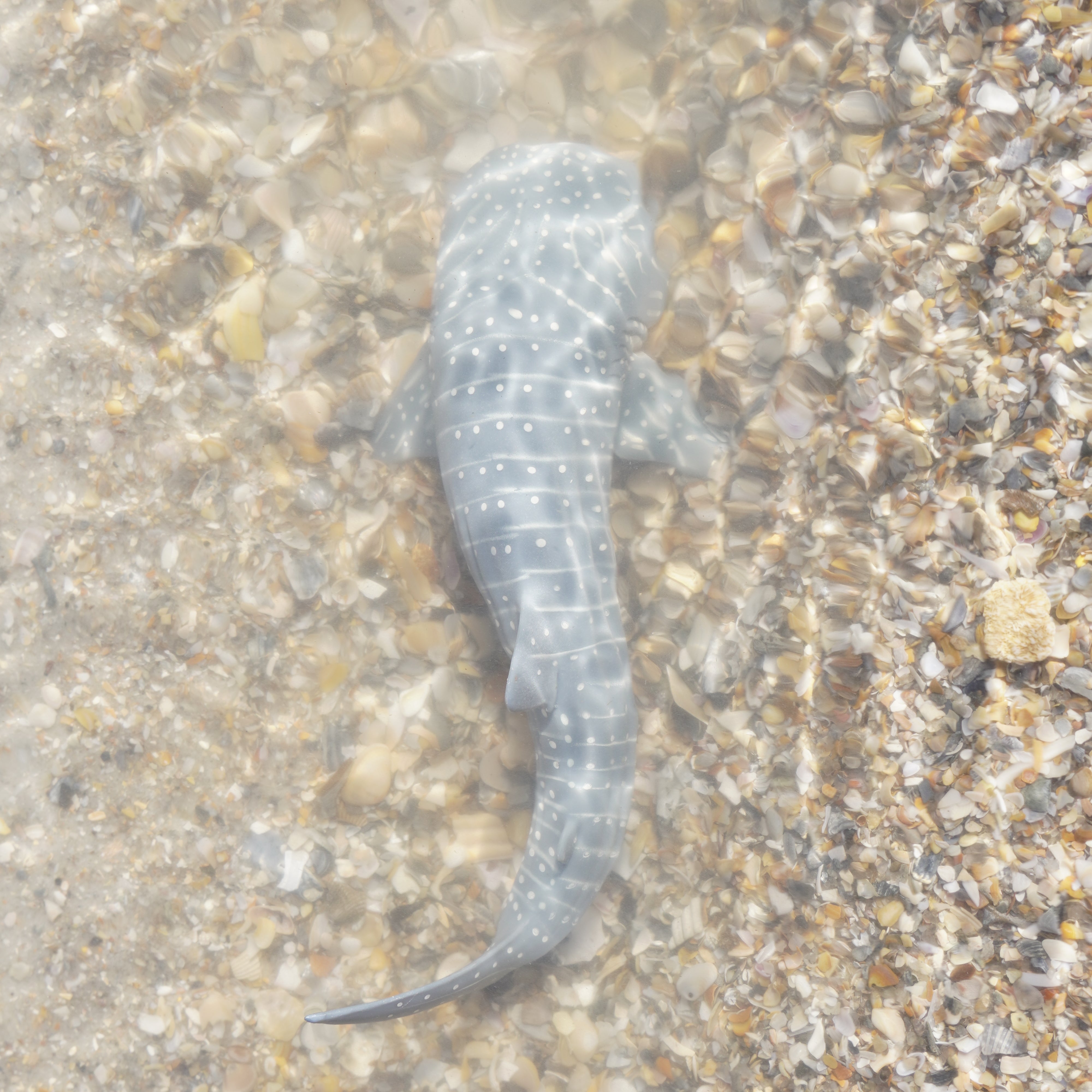Whale Shark Toy | Sea Life | Safari Ltd®