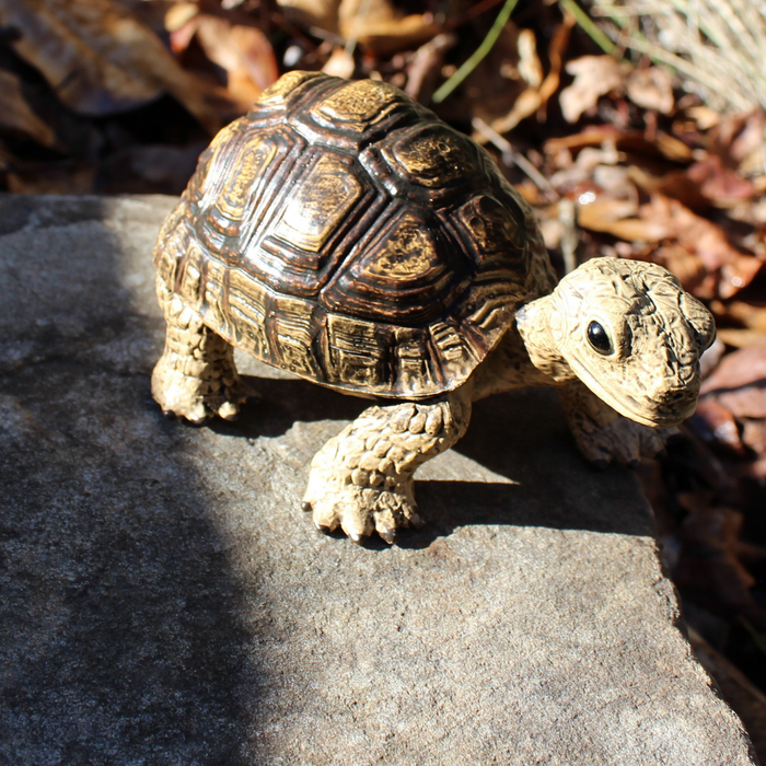 Tortoise shop online