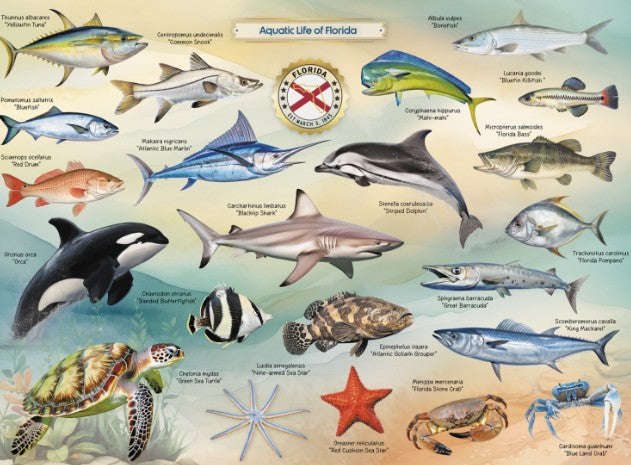 Aquatic Life of Florida Puzzle |  | Safari Ltd®