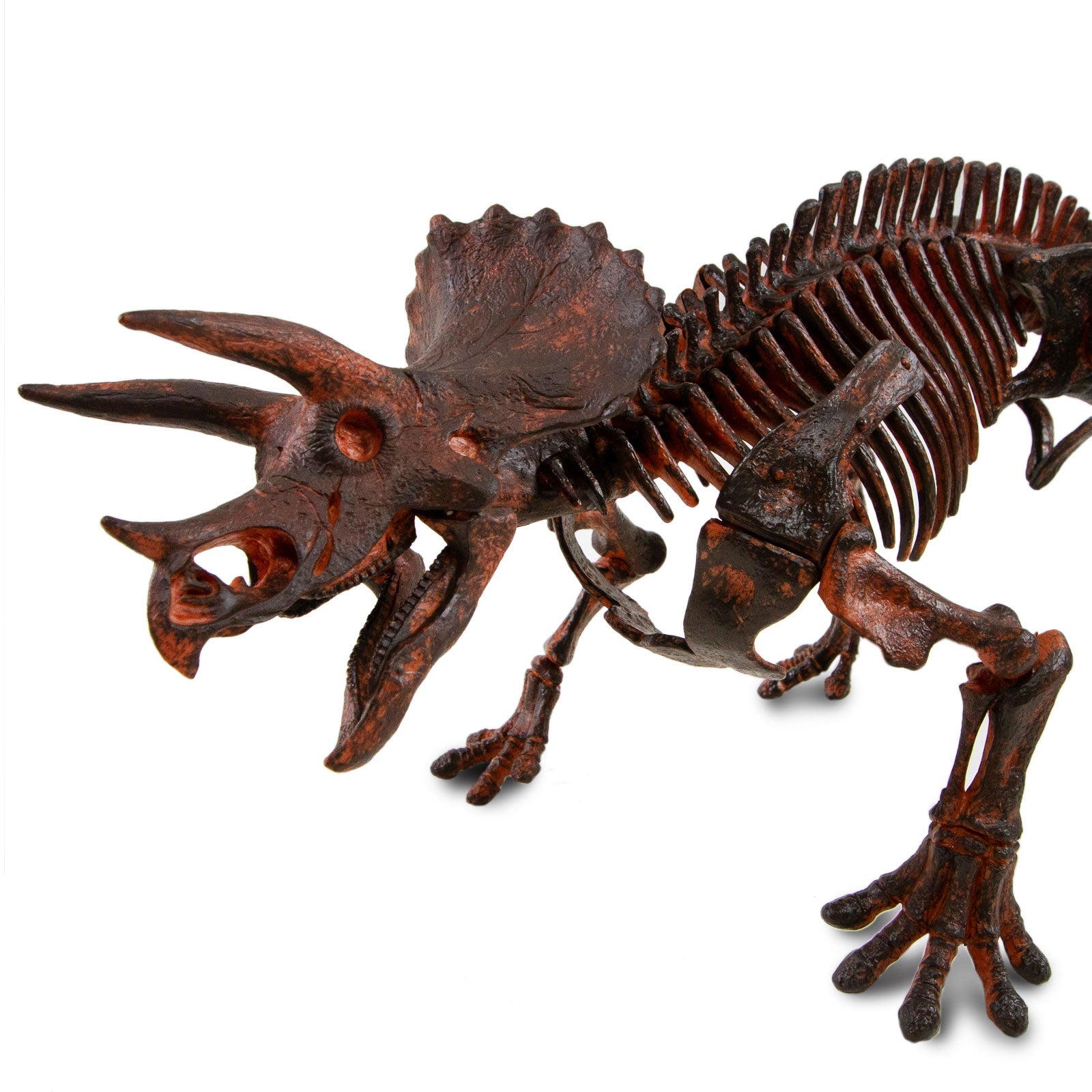 Dr. Steve Hunters GEOWorld Paleo Expedition Triceratops Replica