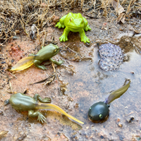 Life Cycle of a Frog | Safariology® | Safari Ltd®