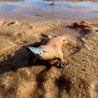 Platypus Toy | Wildlife Animal Toys | Safari Ltd®