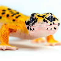 Leopard Gecko Toy Figure |  | Safari Ltd®