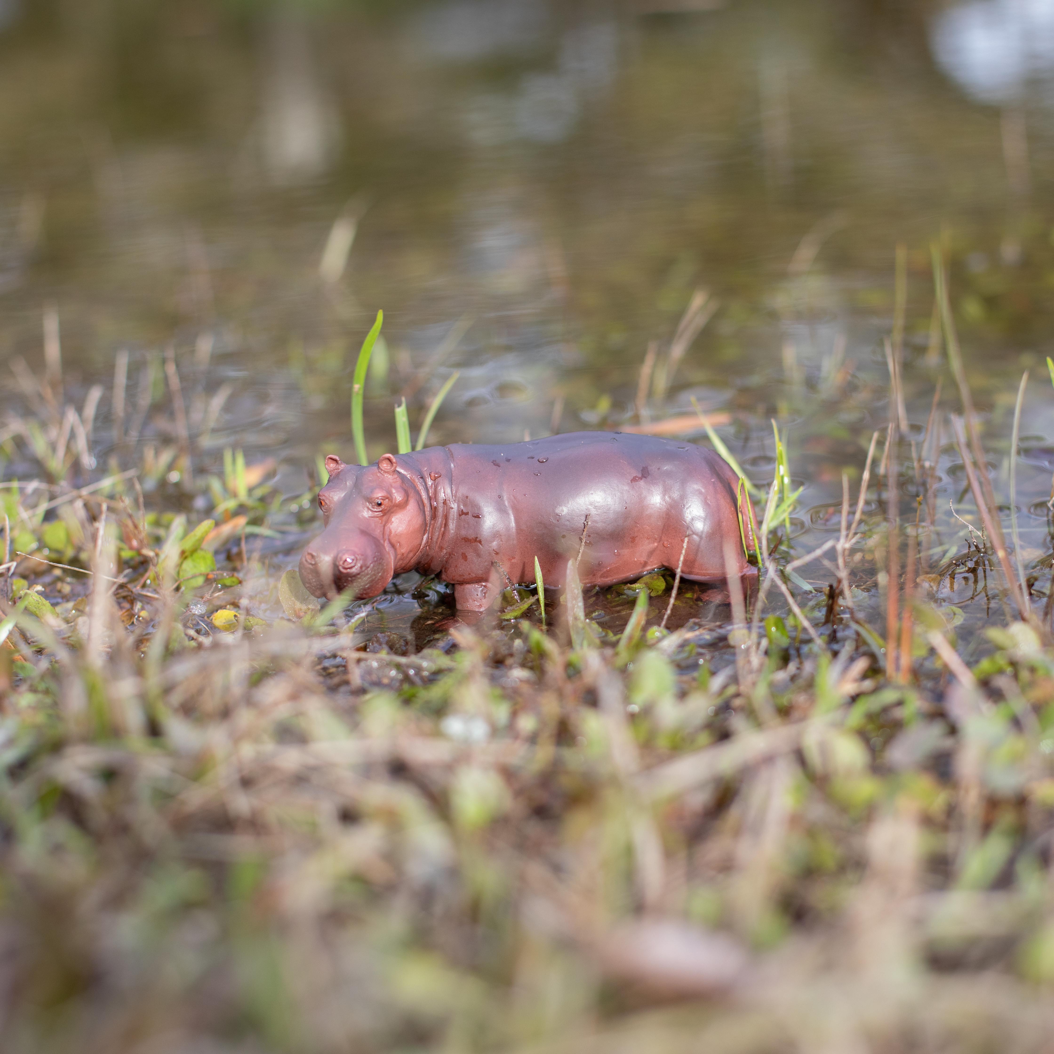 Hippopotamus Toy | Safari Ltd®