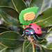 Life Cycle of a Ladybug | Safariology® | Safari Ltd®
