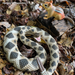 Eastern Diamondback Rattlesnake Toy | Incredible Creatures | Safari Ltd®