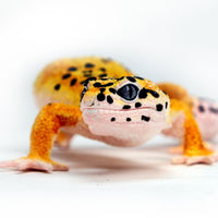 Leopard Gecko Toy Figure |  | Safari Ltd®