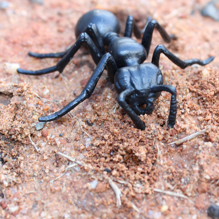 Life Cycle of an Ant | Safariology® | Safari Ltd®