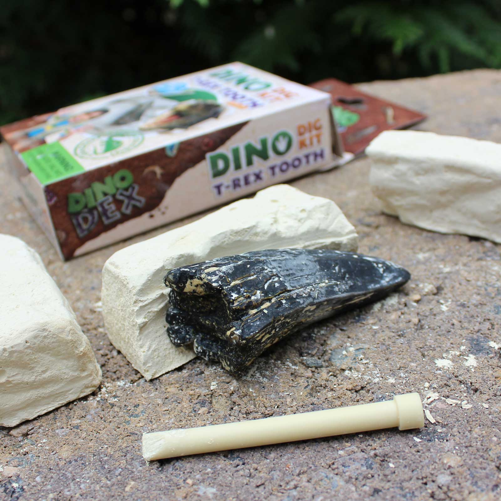 Dino Dexter Dino Tyrannosaurus Rex Tooth Dig Kit | Safari Ltd®