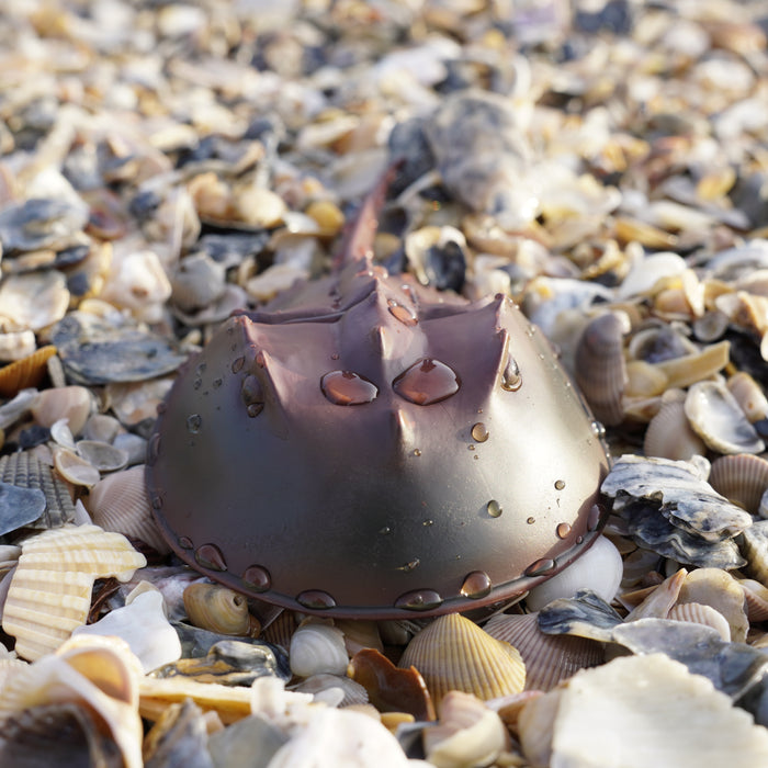 Horseshoe Crab | Incredible Creatures | Safari Ltd®