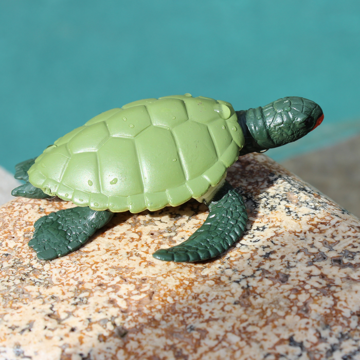 Life Cycle of a Green Sea Turtle | Safariology® | Safari Ltd®