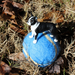 Boston Terrier Toy | Farm | Safari Ltd®