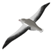 EUGY Royal Albatross 3D Puzzle | Eugy | Safari Ltd®
