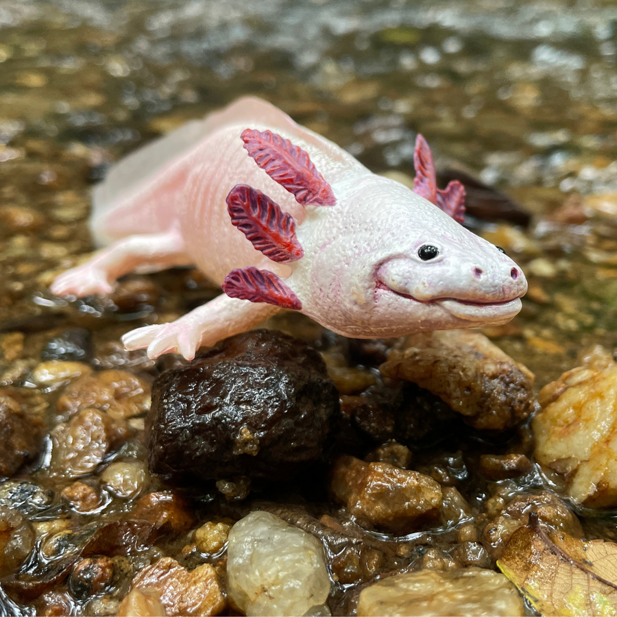 Axolotl Toy Figure | Incredible Creatures | Safari Ltd®