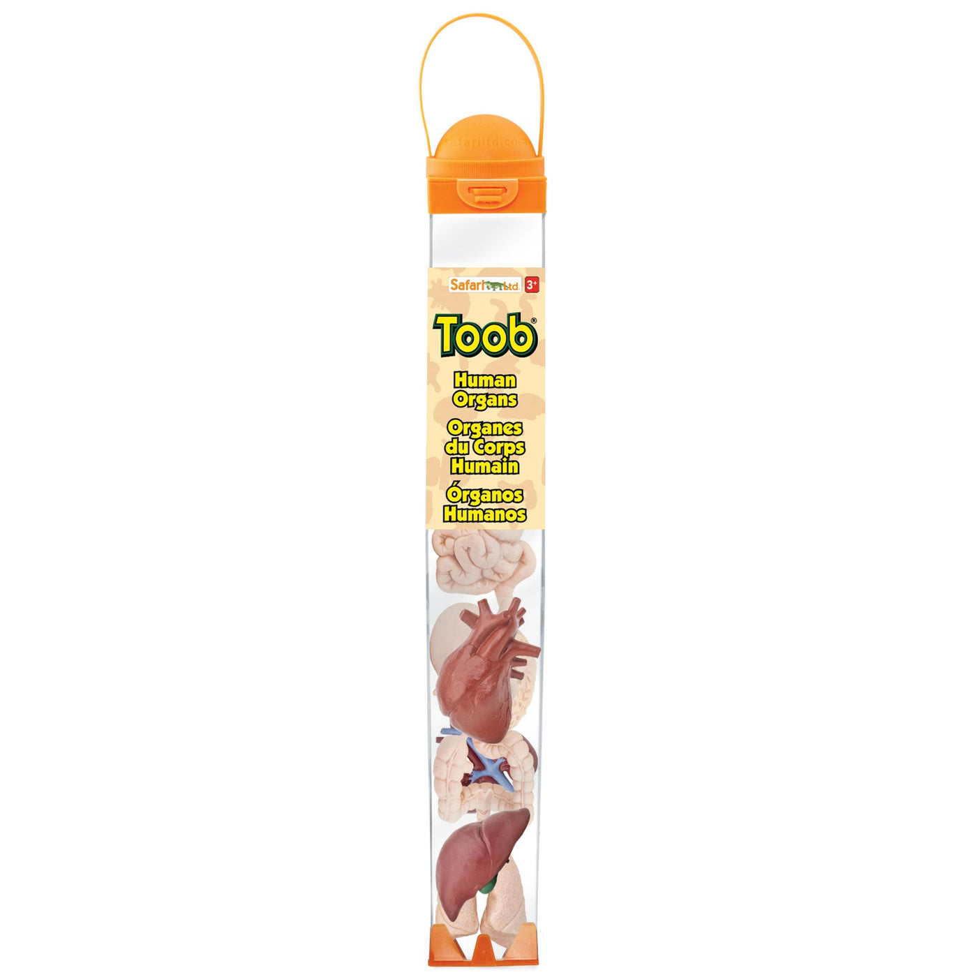 Human Organ Toys TOOB®