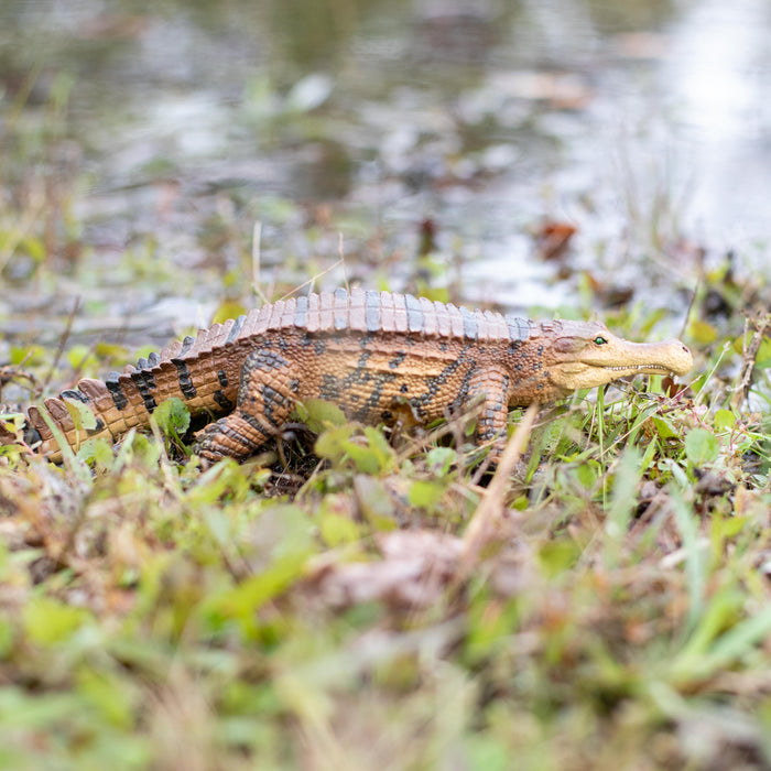 Sarcosuchus Toy | Dinosaur Toys | Safari Ltd®