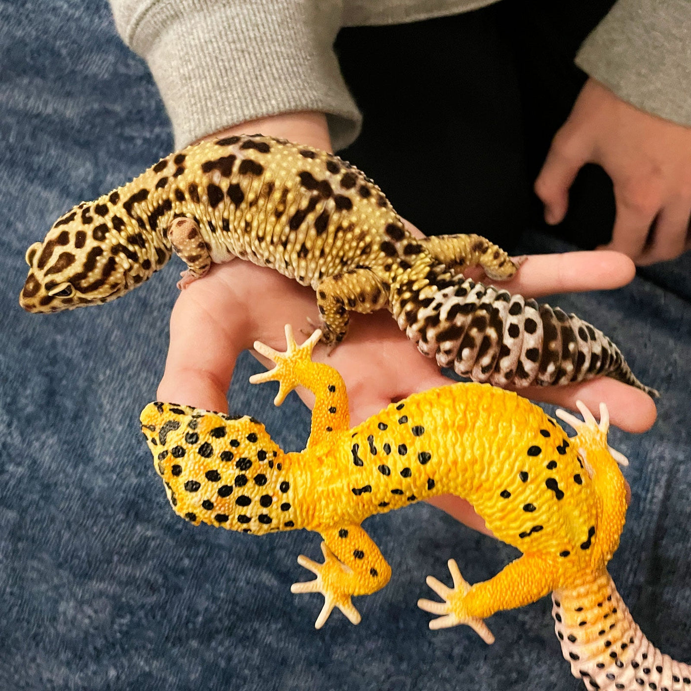 Leopard Gecko Toy Figure |  | Safari Ltd®