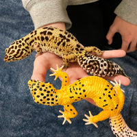 Leopard Gecko Toy Figure |  | Safari Ltd®