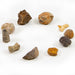 Dr. Steve Hunters Fossils from All Over the World  - 10 Fossils Science & Education Toy Set |  | Safari Ltd®