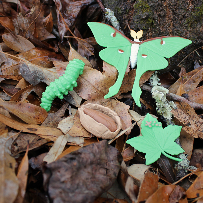 Life Cycle of a Luna Moth Safariology® Safari Ltd®