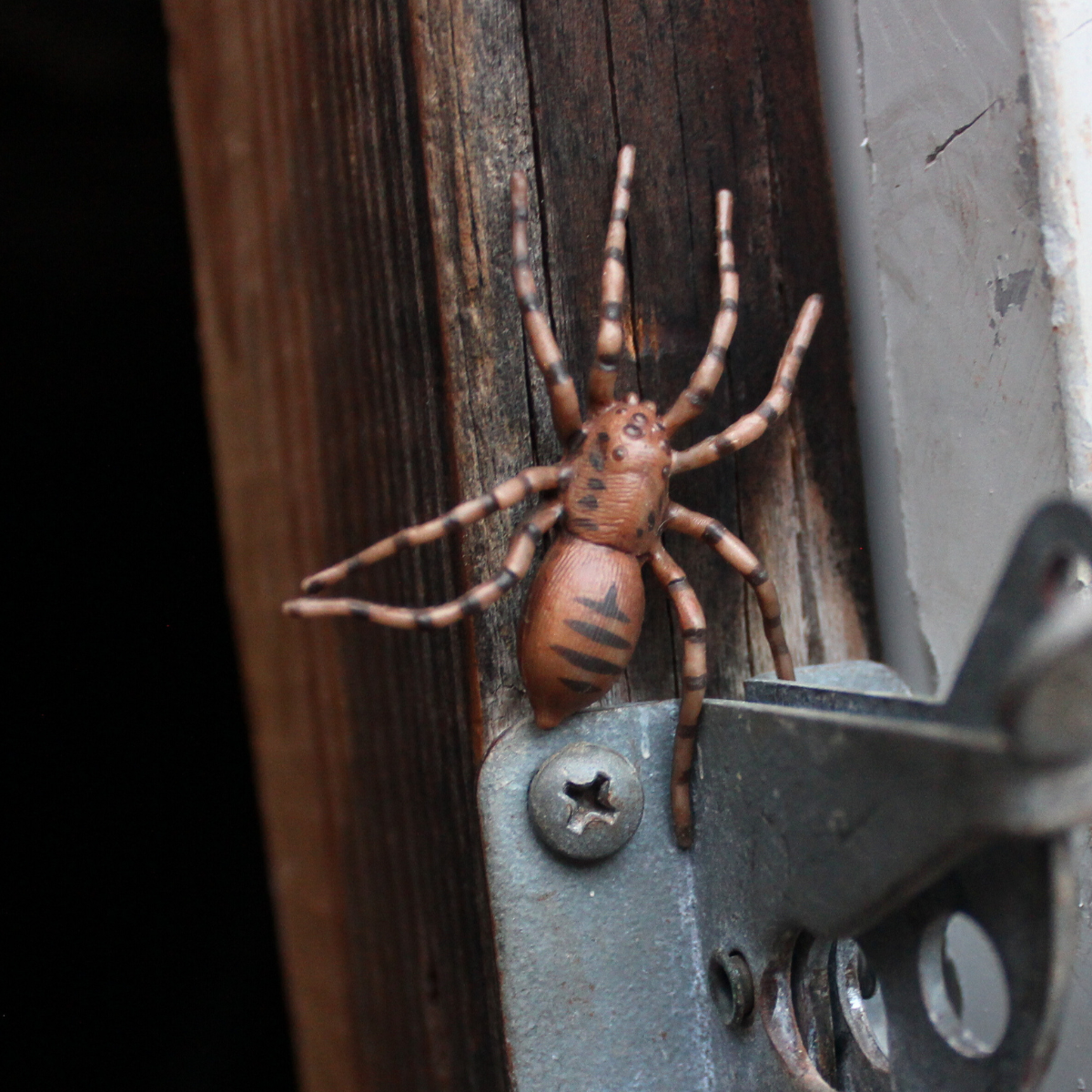 Safari Life Cycle of a Spider Safari Life Cycle of a Spider