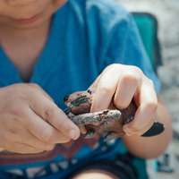 Beaver Toy | Wildlife Animal Toys | Safari Ltd®