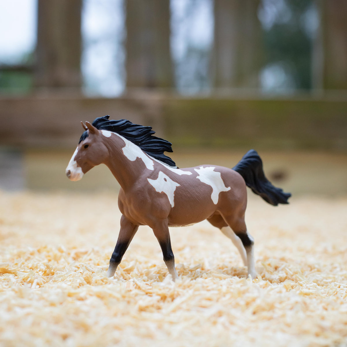 Renegade, a black roan pinto mustang stallion Renegade, a black roan pinto mustang stallion