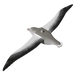 EUGY Royal Albatross 3D Puzzle |  | Safari Ltd®