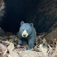 Black Bear Toy | Wildlife Animal Toys | Safari Ltd®