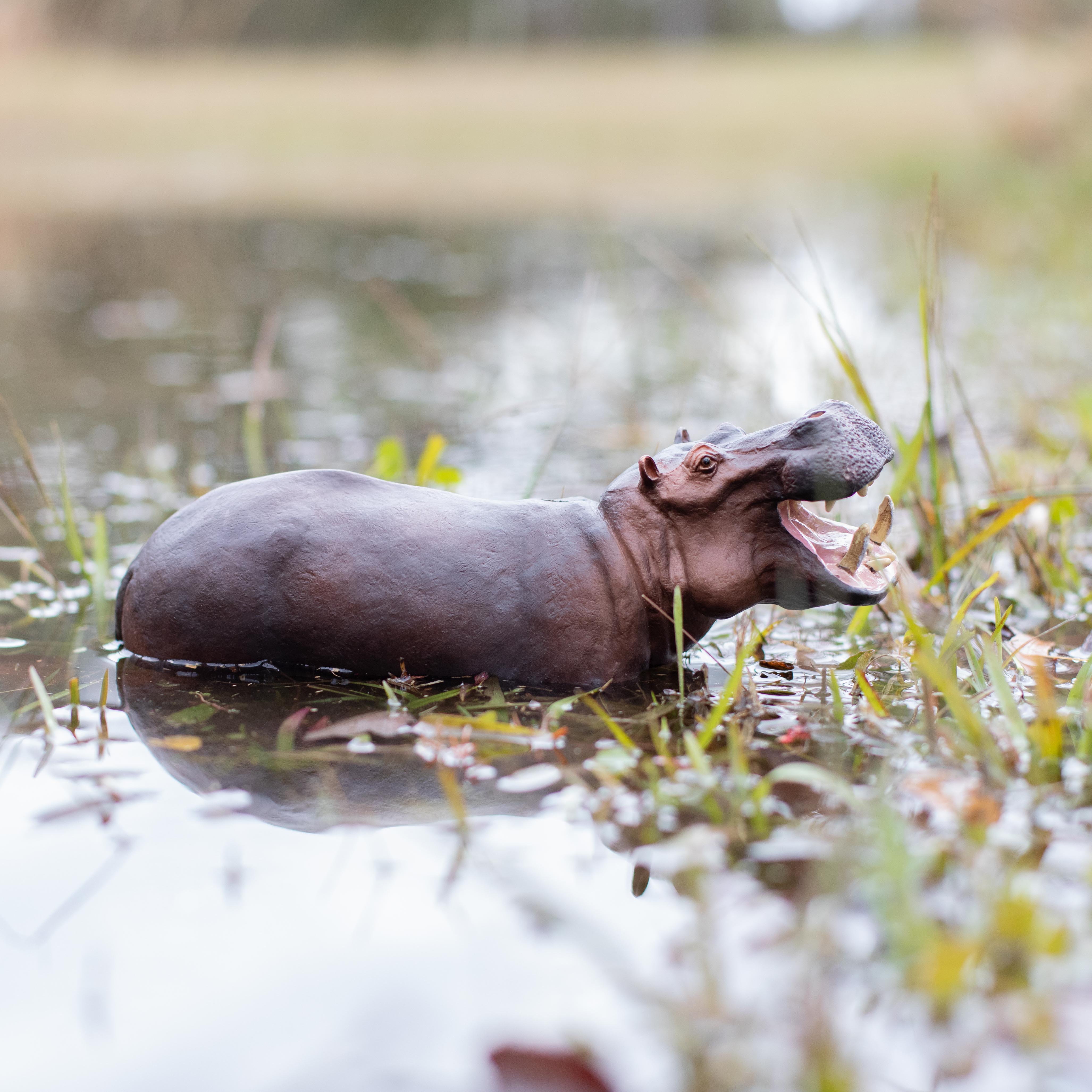 Hippopotamus Figurine | Safari Ltd® Wildlife Animal Toy | Safari Ltd®